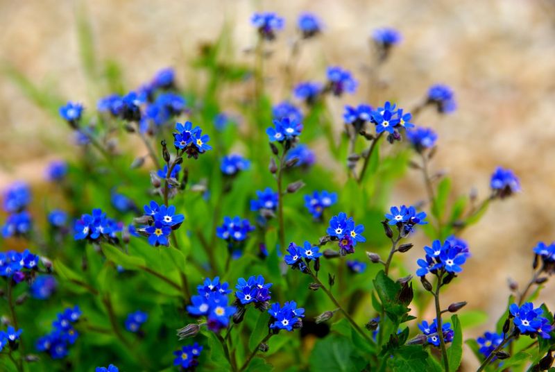 Blue flowers april 2009