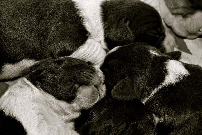 3 puppies april 2009