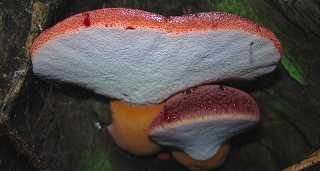 Clip art mushroom langue de boeuf