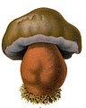 Clip art mushroom 2