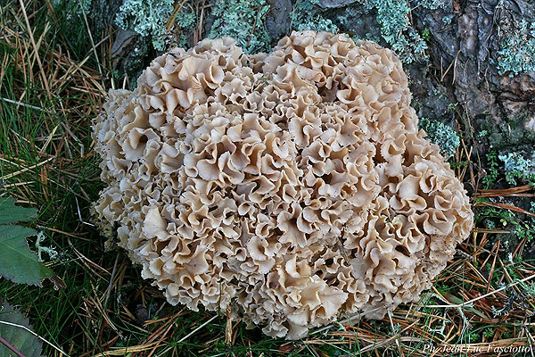 Clip art mushroom sponge