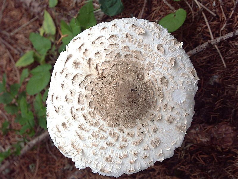 Clip art mushroom coullemelle