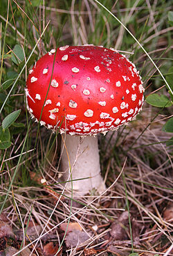 Clip art toadstool