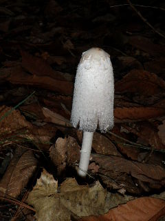 Mushrooms nov 2009 012