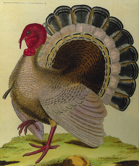 Blog_turkey_close_up